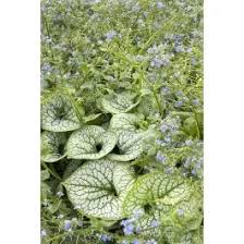 Image result for Sebaea brachyphylla