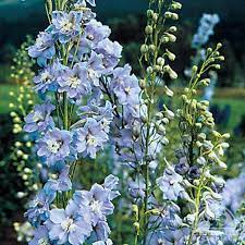 Plant Profile For Delphinium Summer Skies Pacific Giant Delphinium Perennial
