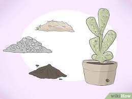 Or are you unsure of how to start? 6 Ways To Grow Cactus In Containers Wikihow