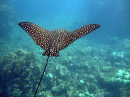 Post sebelum ni aku tunjuk gamba hidupan laut yang xpernah dan jarang kita jumpa,tp tu sume comel2.pernah x terfikir ada hidupan laut yang amat dahsyat dan menggerunkan?ikan2 kat bawah ni kategori gangster laut ni,hehe. Mengenali Lebih Dekat Kelauarga Ikan Pari Myrokan