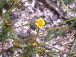 Image result for Chrysanthellum