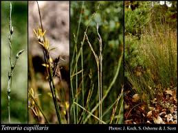 Image result for Tetraria