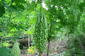 Srikaya merupakan salah satu buah buahan yang paling bergizi yang dapat menyediakan berbagai manfaat. Peria Alias Pare Dan Khasiatnya Sebagai Antidiabetik Satu Harapan
