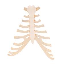 The sternum or breastbone is a long flat bone located in the central part of the chest. Sternum Model With Rib Cartilage 3b Scientific 1000136 A69