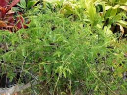 Image result for Abrus fruticulosus