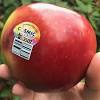 It is known by various other names as water apple, jamaican apple, wax jambu and bell fruit. Https Encrypted Tbn0 Gstatic Com Images Q Tbn And9gcqb86srzcjufe42te175rtomiyiwi8r5wrrjjpozne 7y T3wer Usqp Cau