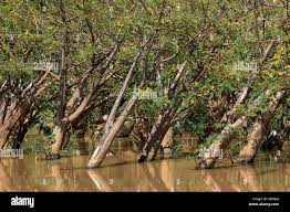 Image result for Aeschynomene elaphroxylon