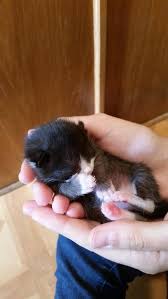 I tend to pick black cats but really cats are just like humans. Newborn Black White Kitten Kittens Cutest Cats Kittens