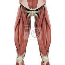 The posterior upper leg muscles provide your knees with mobility (extension, flexion and rotation) and strength. Upper Legs Muscles Anatomy Leinwandbilder Bilder Medicals Quadrizeps Knie Myloview De
