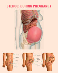 Image result for uterus