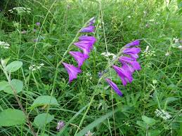 Image result for Gladiolus microspicatus