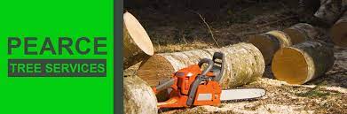 Tree Removal Tree Root Removal Tree Service Tree Removal