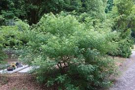 Image result for Zanthoxylum lindense