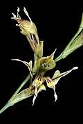 Image result for Gladiolus permeabilis