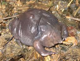 Our world is home to a variety of animals and unusual creatures like axolotl, blobfish,. 61 Strangest Animals On Earth That You Probably Don T Know Of Bored Panda