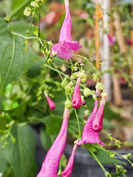 Image result for Strobilanthes hamiltoniana