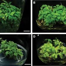 In vitro regeneration of gerbera: (A). Capitulum explants (7 day-old);...