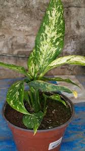 Diefembaquia Dieffenbachia Seguine El Sol Directo Produce Manchas Marrones En Las Hojas De Diefembaquia Las Temperatur Plants Indoor Garden Hydrangea Garden