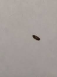 Carpet beetles feed on fabrics, not human blood. Small Bugs In Kitchen Cabinets Novocom Top