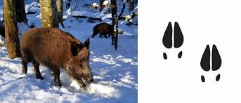 Dazu zählen trittsiegel von fuchs, hase, hirsch, eichhörnchen uvm. Spuren Im Schnee 5 Spuren Fur Tierische Detektive Bluhendes Osterreich