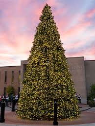 Struggling with a strand of lights that won't work because one pesky bulb is out? Giant Commercial Christmas Trees With C7 Lights Santa S Quarters