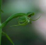 Image result for Habenaria tentaculigera