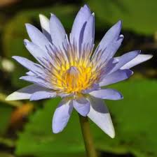 Image result for Nymphaea nouchali