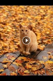 Pin By Animals Love Eg On The Cats Meow Baby Cats Crazy Cats Cute Funny Animals