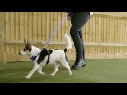 As soon as the leash is slack, reward your dog and walk along with them. How To Stop Your Dog Pulling On The Lead The Battersea Way Youtube