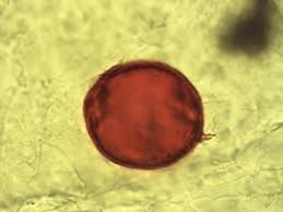 Image result for Picralima nitida