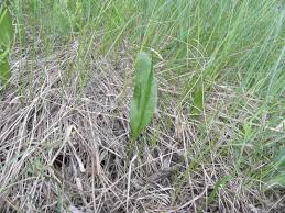 Image result for Ophioglossum costatum