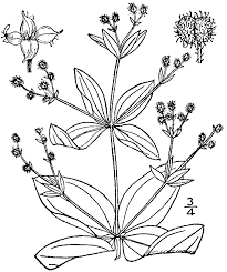 Image result for Galium ossirwaense