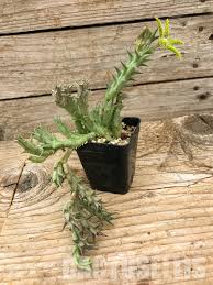 Image result for Orbea dummeri