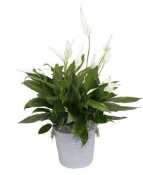 Jason H. Walker Obituary January 11, 2025