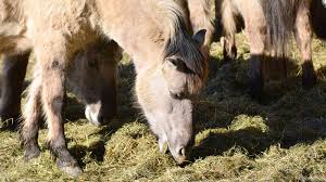 Cu toate acestea, cei care studiază istoria calului sălbatic antic consideră cuvântul „tarpan pentru a descrie doar adevăratul cal sălbatic. Wisentgehege Hardehausen Fotos 6 Medienwerkstatt Wissen C 2006 2021 Medienwerkstatt