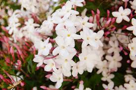 Image result for Jasminum schimperi