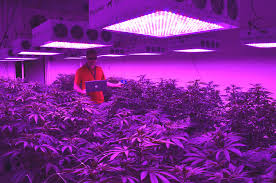 The Parameters Commercial Led Grow Lights Vs Traditional Hps 1000 Watt Hps And De Hps Commercial Led Grow Lights Case Study