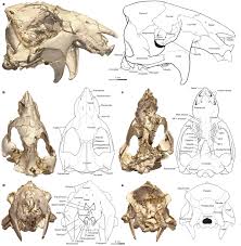 Image result for Paratheria