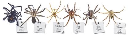 Which Is Worse The Brown Recluse Spider Or The Near Mythic