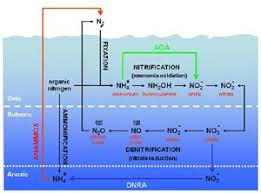 Aquarium Nitrogen Cycle Cycling Methods Ammonia Nitrates Nitrogen Cycle Aquarium Nitrogen