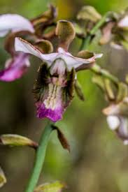 Image result for Heywoodia