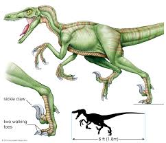 See how it lived in r. Dromaeosaur Dinosaur Britannica
