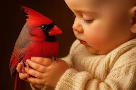 Because yesterday morning from the steamy window we saw a pair of red foxes  across the creek eating the last windfall apples in the rain— they looked  up at us with their