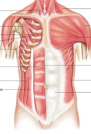Anatomy of the chest and the lungs: Chest Muscles Diagram Quizlet
