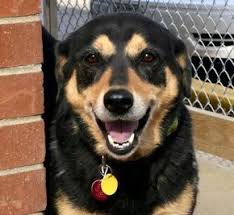 Adopt Micah On Labrador Retriever Dog Adoption Pets