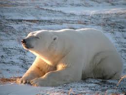 Many locals even leave their cars unlocked in case someone needs to make a quick escape from the polar bears in the area. Polar Bears In Churchill Cruise Tour