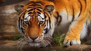 Tiger Queen Documentary Discovery Channel Animals Wildlife Hd 720p Grosse Katzen Tiger Wecker Kinder