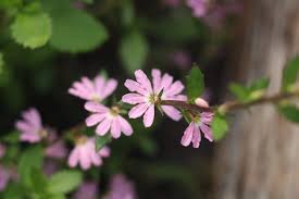 Image result for Goodeniaceae