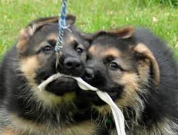 505 likes · 2 talking about this. German Shepherd Puppies Zuflucht K9s Https Www Facebook Com Zufluchtk9s German Shepherd Puppies Gsd Puppies German Shepherd
