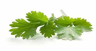 This Herb Will Treat Any Problems With Your Pancreas Liver And Kidneys With A Single Blow Herbs Herbalism Cilantro